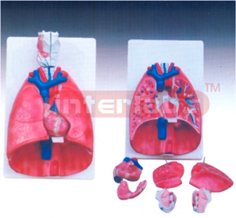 Larynx, Heart and Lung Model